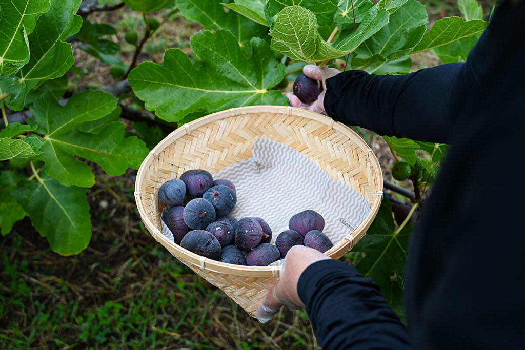 朝採りの新鮮さ