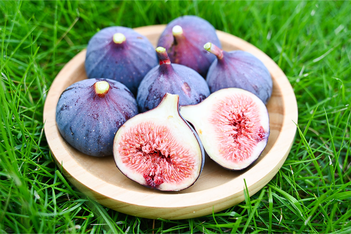 黒蜜姫（ビオレソリエス）