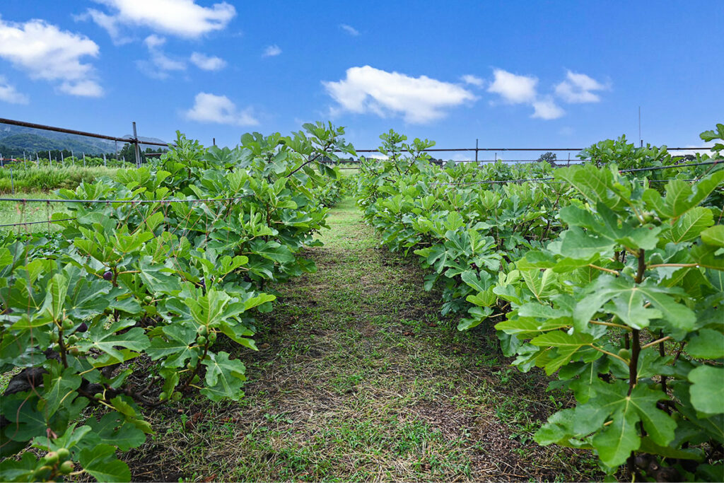 about us いちじくの畑