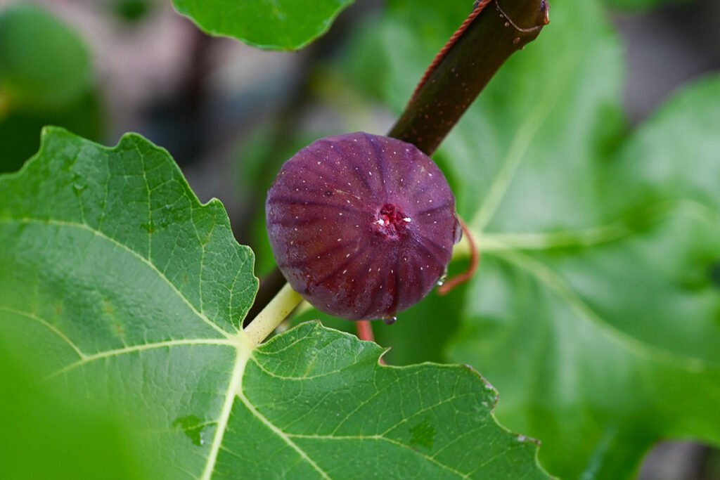 about us いちじく①